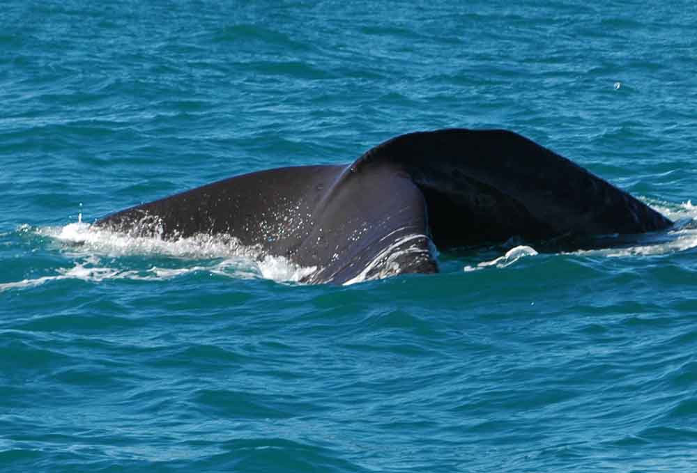 Ballena - Kaikoura - Nueva Zelanda 2.jpg
